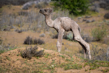 خوزستان کےعلاقے چمیم کی وائلڈ لائف - اونٹ کا بچہ (camel)