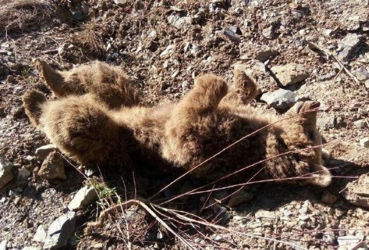 یک قلاده خرس قهوه‌ای در مریوان تلف شد