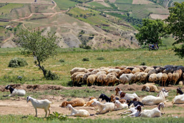 طبیعت زیبای بهاری بدرانلو