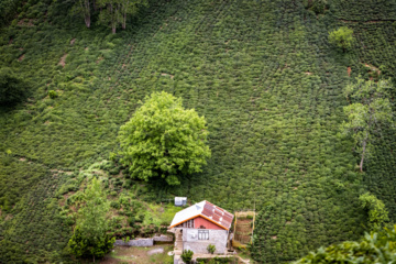 چای لاهیجان