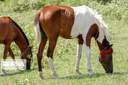 Caspian horse a relic from ancient times