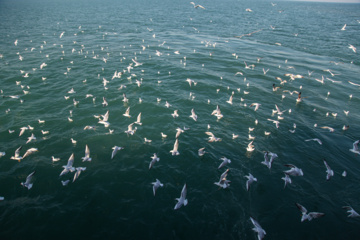 Pesca de camarones y peces en el Golfo Pérsico