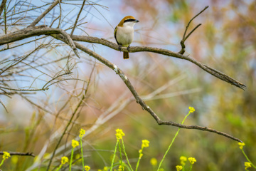 خوزستان کےعلاقے چمیم کی وائلڈ لائف - چڑیا (Cracticus)