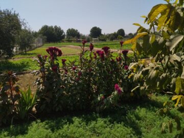 بوکان يكي از قطب هاي مهم توليد سبزي در آذربايجان غربي است