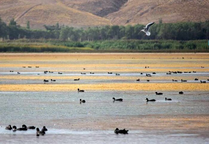 مرگ بی‌صدای تالاب بین‌المللی قوری‌گول