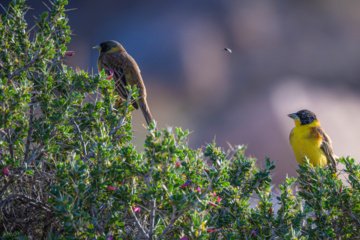 Emberiza melanocephala