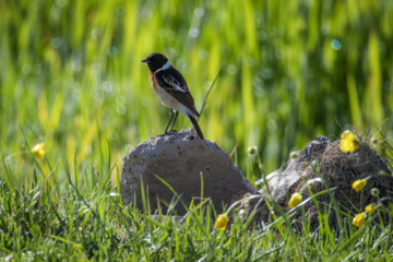 World Migratory Bird Day