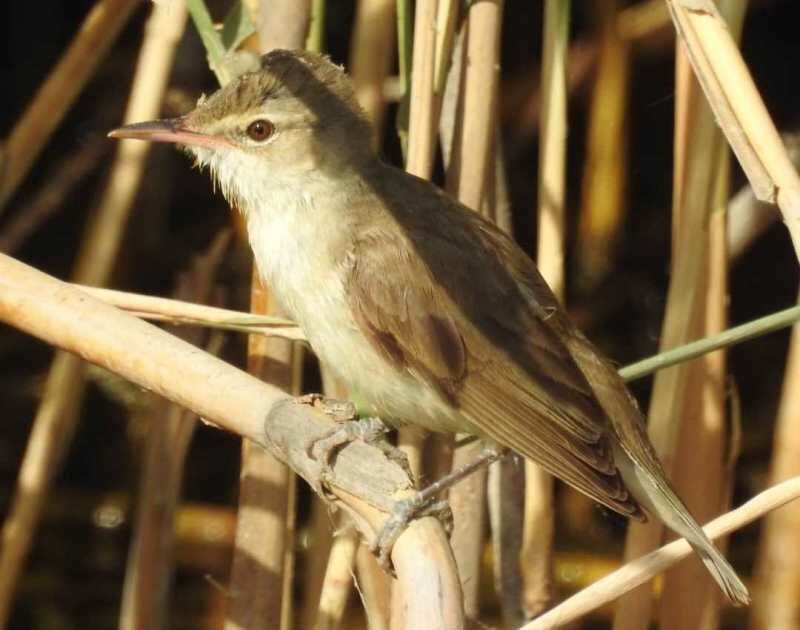 مشاهده پنج گونه پرنده کمیاب در  تالاب هور العظیم برای نخستین بار