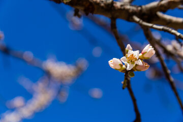 Trees blossom in Iran 