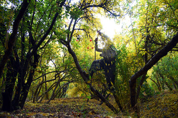 انار قصردشت شیراز