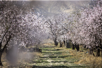 شکوفه های زمستانی در دریاچه مهارلو