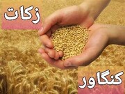 پرداخت زکات در کنگاور ۷۳ درصد افزایش یافت