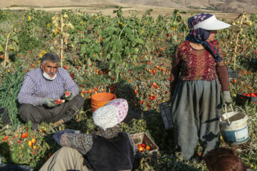 برداشت گوجه فرنگی ازمزارع پایاب سد زیویه