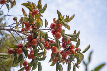 Autumn leaves in Pahlavanpur Garden