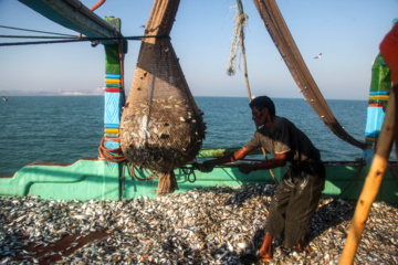 Pesca de camarones y peces en el Golfo Pérsico