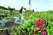 ۶ هزار هکتار کشت نشایی در زنجان انجام شد