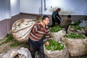 Lahijan tea