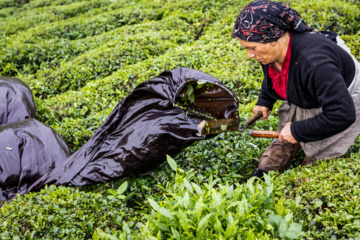 Lahijan tea