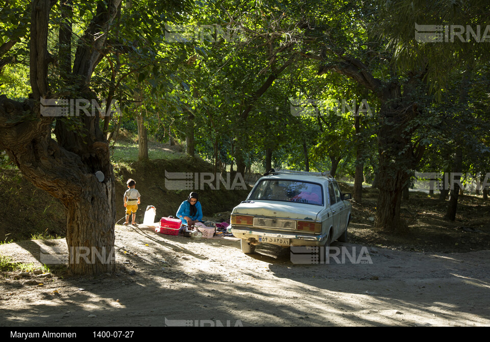 گردو تکانی در حاشیه زاینده رود