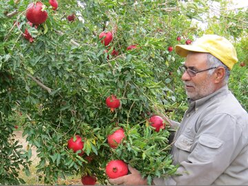 علم و فناوری، تنها راه برون رفت از محدودیت‌های اقلیمی