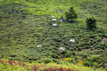 Lahijan tea