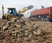 ۱۴۰ تن چغندر قند از مزارع تربت‌حیدریه برداشت شد