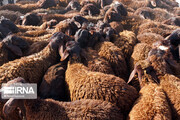 ۲۳۲ راس گوسفند و ۱۱۵ قطعه کبک قاچاق در استان کرمانشاه کشف شد