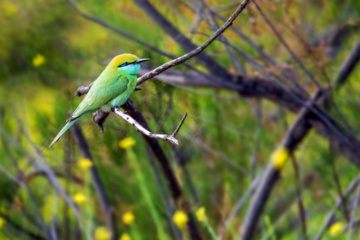 خوزستان کےعلاقے چمیم کی وائلڈ لائف -قرق (Bee eater)