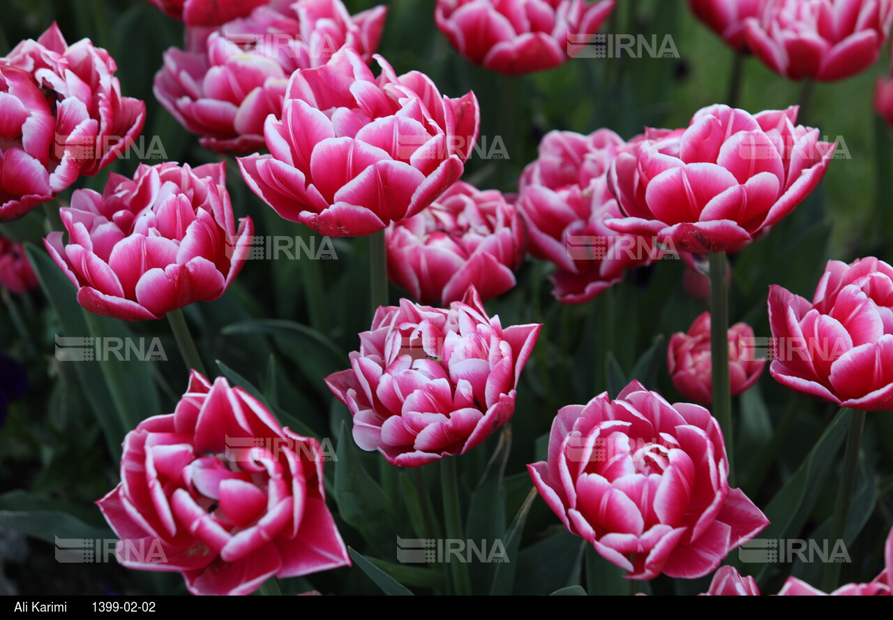جشنواره گل‌های لاله در اراک