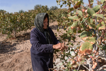 برداشت پسته در ایلخچی