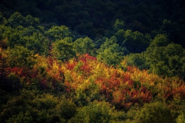 L'automne dans les forêts hyrcaniennes expose la magie de la nature dans chaque feuille. Le paysage intact et pittoresque de ces forêts en automne montre l'importance historique et la diversité végétale de ce trésor naturel iranien. 