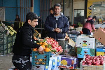 توزیع ۶۰۰ تن  پرتقال و سیب شب عید در مازندران آغاز شد