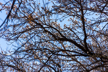 Trees blossom in Iran 