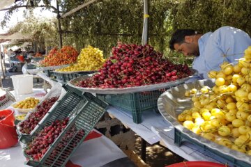 چراغانی گیلاس در شهر اشنویه