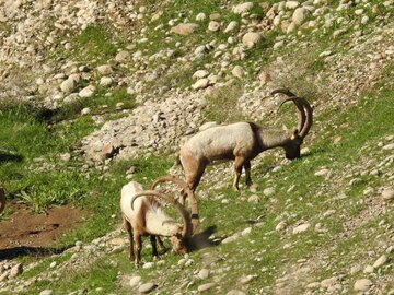 طرح سرشماری زمستانه وحوش در استان همدان آغاز شد