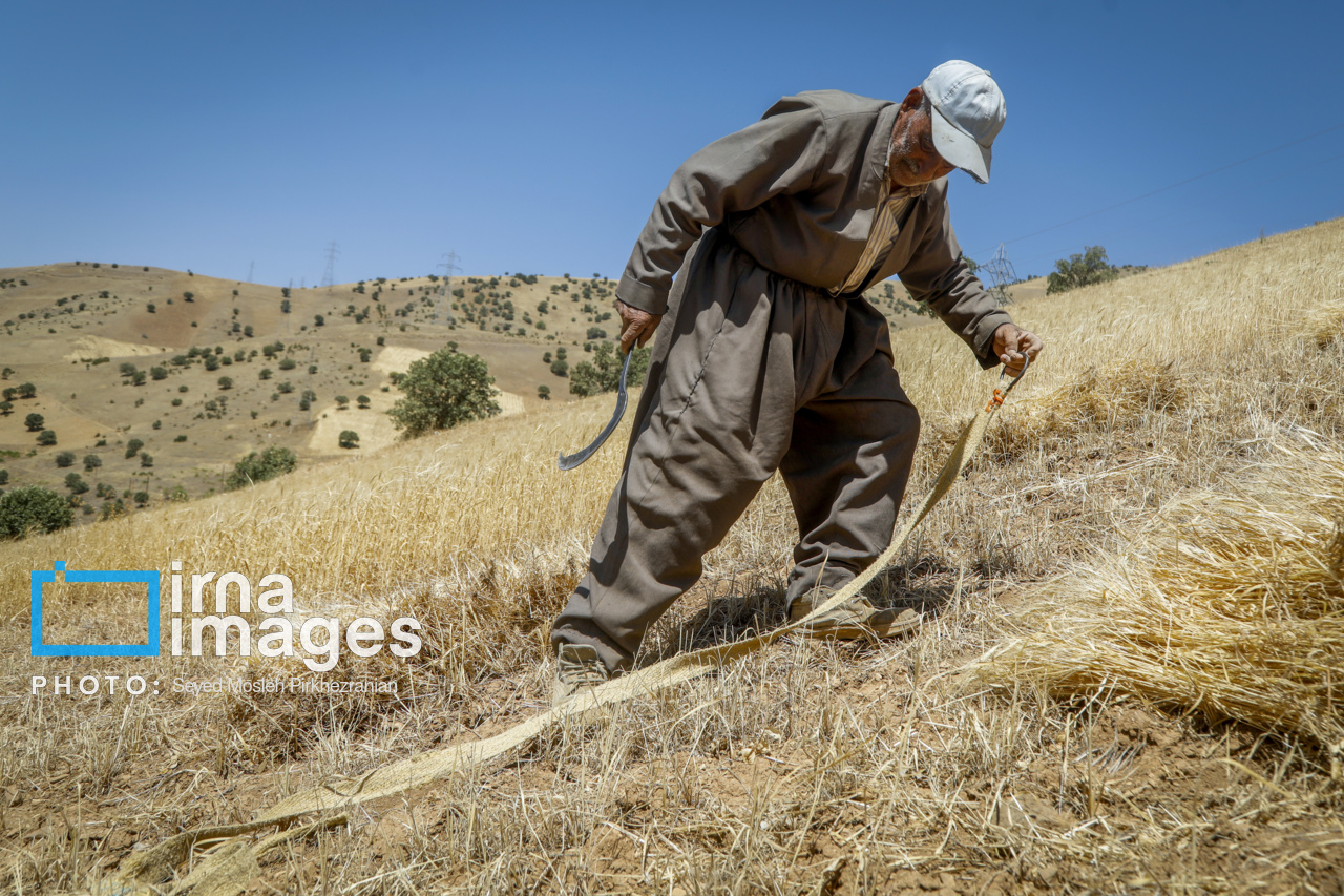 برداشت سنتی گندم از مزارع کردستان