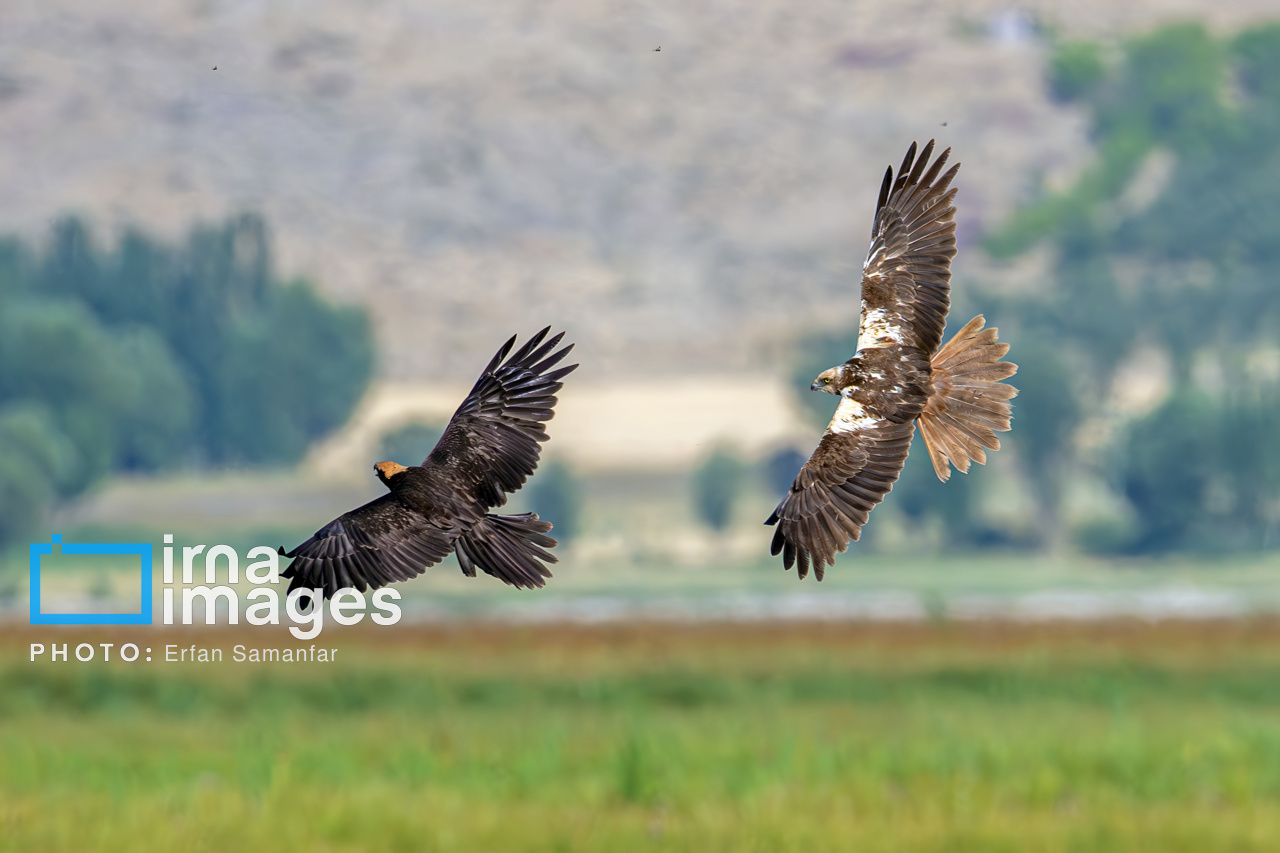 روز جهانی پرندگان مهاجر