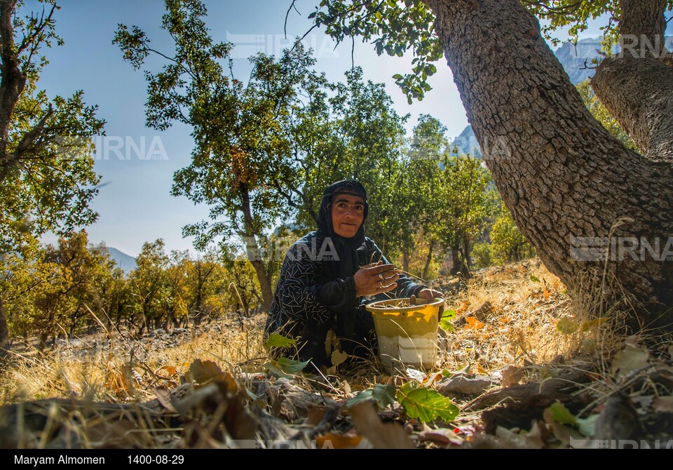 فصل جمع آوری بَلیط (بلوط)