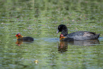 Birdwatching in Iran