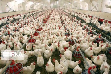 روزانه ۲۰ تن مرغ زنده از مرغداران خراسان شمالی خرید تضمینی می‌شود 