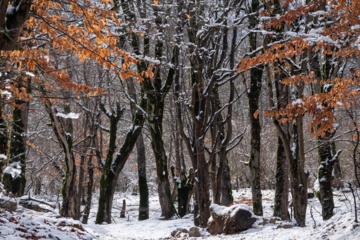 Hiver 2025: nature enneigée des hauteurs de la province de Golestan au nord de l'Iran