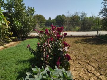 بوکان يكي از قطب هاي مهم توليد سبزي در آذربايجان غربي است