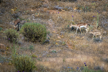 Iranian goitered gazelle