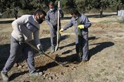 بذرکاری ۱۰۰ هکتار بیابان گرمسار در قالب پویش مردمی آغاز شد