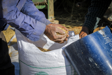 Traditional wheat harvest in western Iran