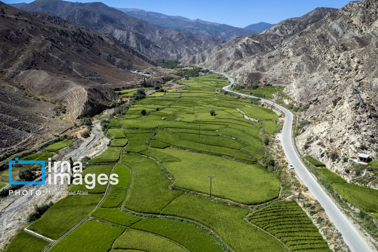 کشت پلکانی شالی در ارتفاعات استان گلستان