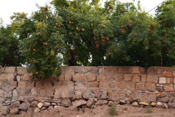 جشنواره انار روستای نمهیل