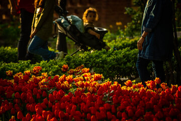 Fiesta de tulipanes en el Jardín Iraní