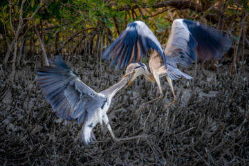 Zone humide de Khor Azini (Sirik) : une richesse de biodiversité au sud de l’Iran