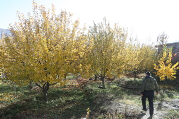 جلوه هایی از پاییز رنگارنگ در روستای گردشگری " کوسج" ماکو